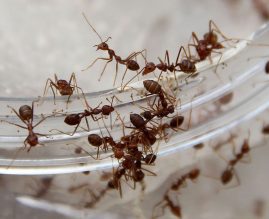 Borba Sa Mravima I Drugim Insektima U Kući